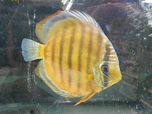 レッド・ディスカス