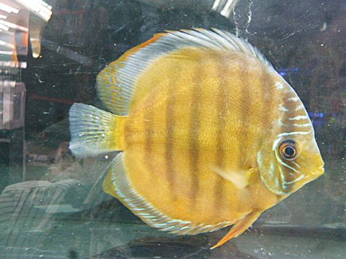 WILDカメタ レッドディスカス② 2025年11月27日入荷 レッド・ディスカス