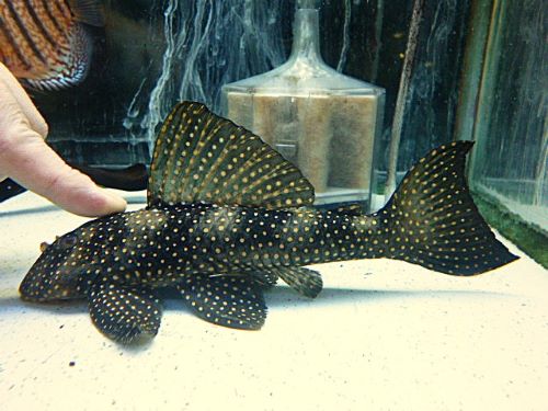 ルビースポットマグナムプレコ