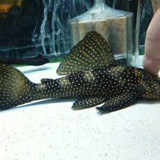 真冬のアクアフェア第４弾！ルビースポットマグナムプレコ