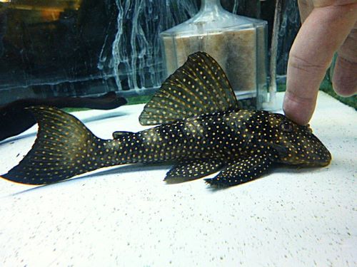 真冬のアクアフェア第4弾!ルビースポットマグナムプレコ ルビースポットマグナムプレコ