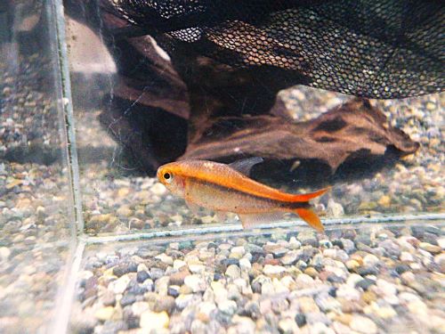 ハイフェソブリコン　ミルメックスレッド