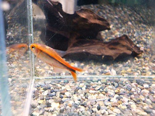 ハイフェソブリコン　ミルメックスレッド