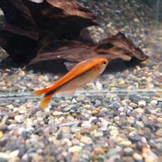 ハイフェソブリコン　ミルメックスレッド　２０２５年１２月９日入荷