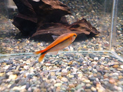 ハイフェソブリコン　ミルメックスレッド　２０２５年１２月９日入荷