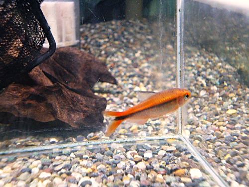 ハイフェソブリコン　ミルメックスレッド