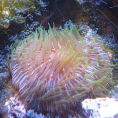 クサビライシ　レアカラー　２０２５年１２月１３日撮影