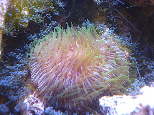 クサビライシ レアカラー 2025年12月13日撮影 クサビライシ