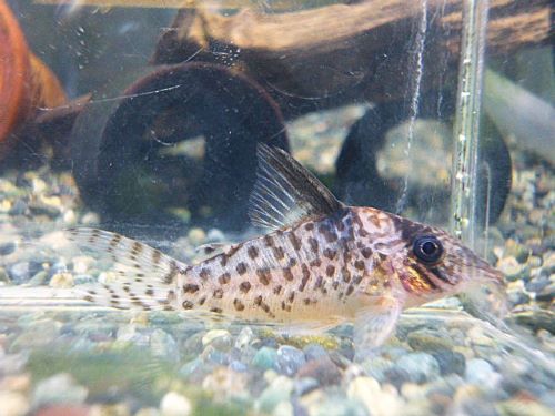 コリドラス　キンチャン