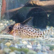 コリドラス　キンチャン　２０２５年１２月１３日入荷