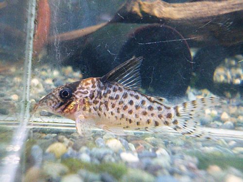 コリドラス　キンチャン　２０２５年１２月１３日入荷