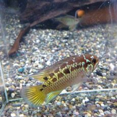 ナンナカラ　ビマキュラータ　ペア　２０２５年１２月９日入荷