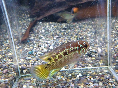 ナンナカラ　ビマキュラータ　ペア　２０２５年１２月９日入荷