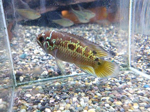 ナンナカラ ビマキュラータ ペア 2025年12月9日入荷 ナンナカラ ビマキュラータ