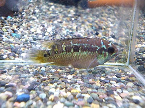 ナンナカラ ビマキュラータ ペア 2025年12月9日入荷 ナンナカラ ビマキュラータ