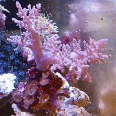 チヂミトサカ　パープル　２０２５年１２月１４日撮影