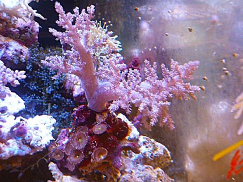 チヂミトサカ パープル 2025年12月14日撮影 チヂミトサカ