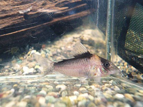 コリドラス　イミテーター