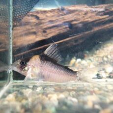 コリドラス　イミテーター　２０２５年１１月１７日入荷