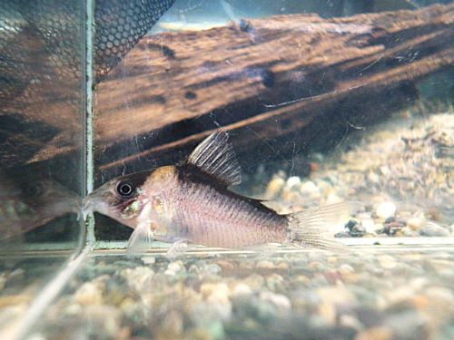 コリドラス イミテーター 2025年11月17日入荷 コリドラス イミテーター