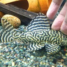 キングタイガーペコルティア約１２ｃｍ　２０２５年１２月７日入荷