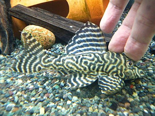 キングタイガーペコルティア約１２ｃｍ　２０２５年１２月７日入荷