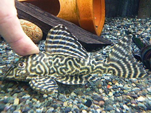 キングタイガーペコルティア