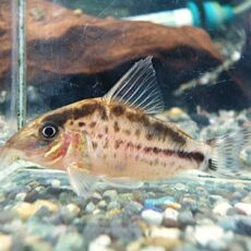 真冬のアクアフェア第５弾！コリドラス　ロングノーズエヴェリナエ⑩