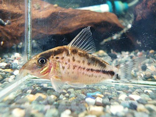 真冬のアクアフェア第５弾！コリドラス　ロングノーズエヴェリナエ⑩