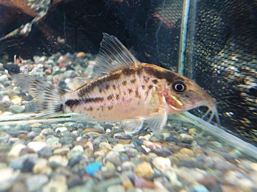 真冬のアクアフェア第5弾!コリドラス ロングノーズエヴェリナエ⑩ コリドラス ロングノーズエヴェリナエ