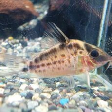 真冬のアクアフェア第５弾！コリドラス　ロングノーズエヴェリナエ⑪