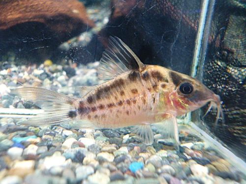 真冬のアクアフェア第５弾！コリドラス　ロングノーズエヴェリナエ⑪