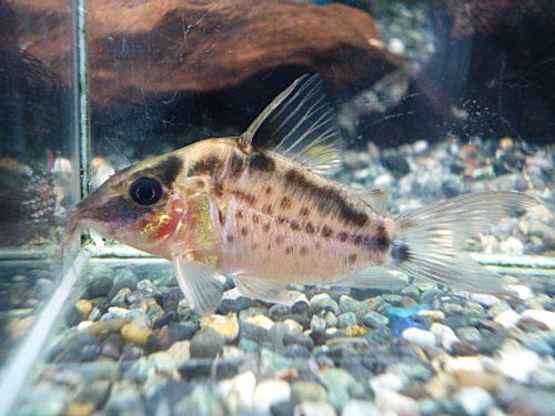 真冬のアクアフェア第5弾!コリドラス ロングノーズエヴェリナエ⑪ コリドラス ロングノーズエヴェリナエ