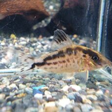 真冬のアクアフェア第５弾！コリドラス　ロングノーズエヴェリナエ⑫