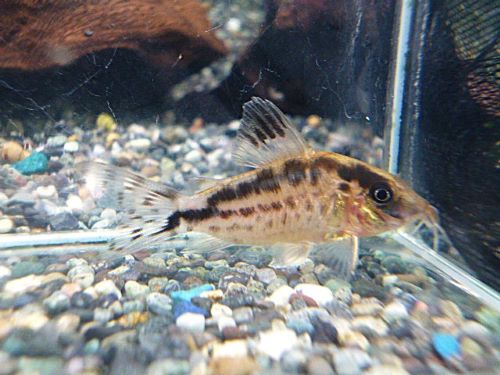 真冬のアクアフェア第５弾！コリドラス　ロングノーズエヴェリナエ⑫