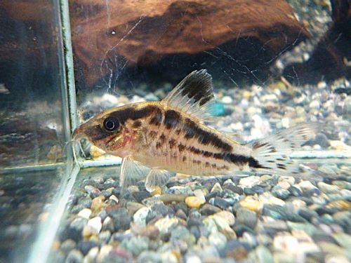 真冬のアクアフェア第5弾!コリドラス ロングノーズエヴェリナエ⑫ コリドラス ロングノーズエヴェリナエ