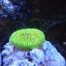 クサビライシ　メタグリーン　２０２５年１２月１４日撮影