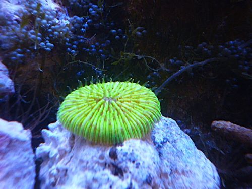 クサビライシ　メタグリーン　２０２５年１２月１４日撮影