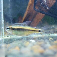 ブルーデビルテトラ　２０２５年６月５日入荷