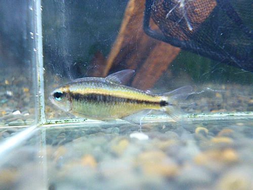 ブルーデビルテトラ　２０２５年６月５日入荷