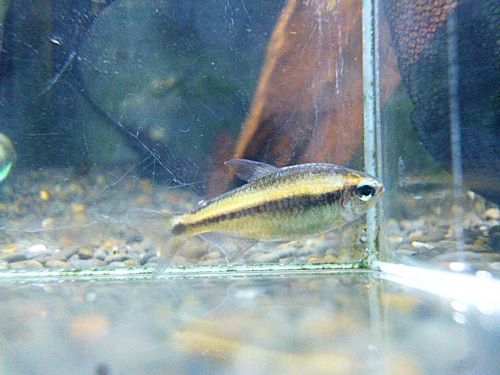 ブルーデビルテトラ