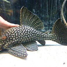 フルスポットロイヤルプレコ　２０２５年１２月１３日入荷