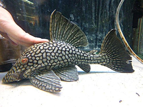 フルスポットロイヤルプレコ　２０２５年１２月１３日入荷