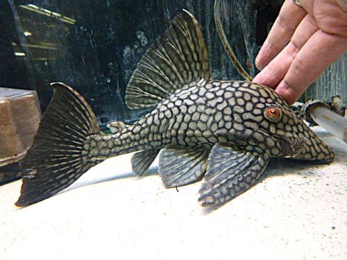 フルスポットロイヤルプレコ