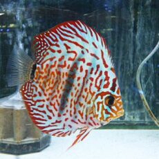 ヘッケルクロスディスカス　　２０２５年１１月３日入荷