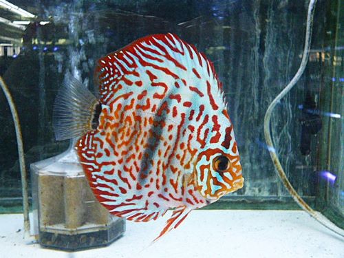 ヘッケルクロスディスカス　　２０２５年１１月３日入荷