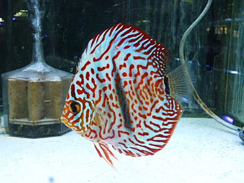 ヘッケルクロス・ディスカス