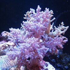 チヂミトサカ　パープル　２０２５年１２月１５日撮影