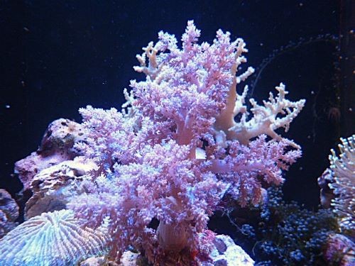 チヂミトサカ　パープル　２０２５年１２月１５日撮影