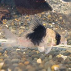 コリドラス　ニューショートノーズビコロール　２０２５年１２月１１日入荷